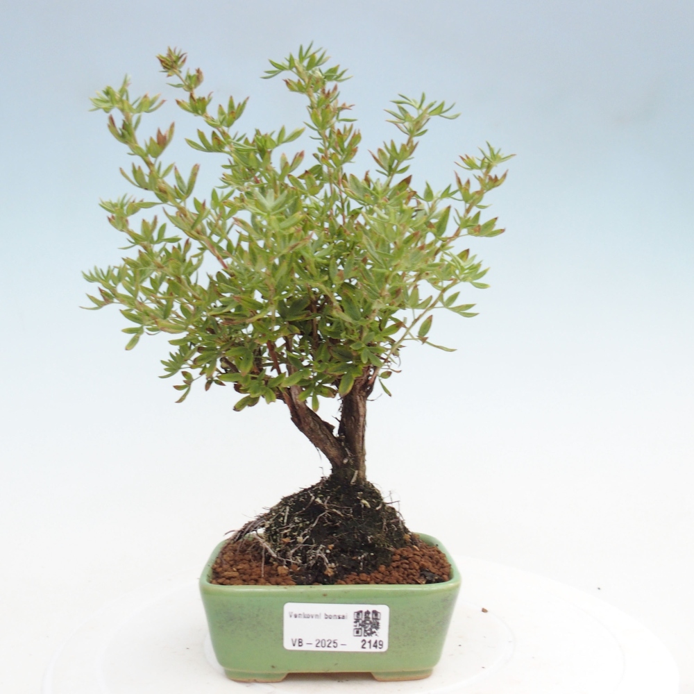 Outdoor-Bonsai-Fingerkraut - Potentila fruticosa gelber Vogel