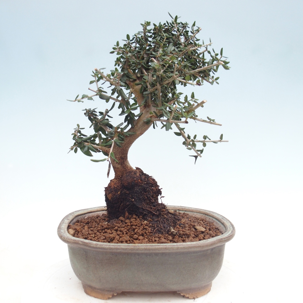 Zimmerbonsai - Olea europaea sylvestris