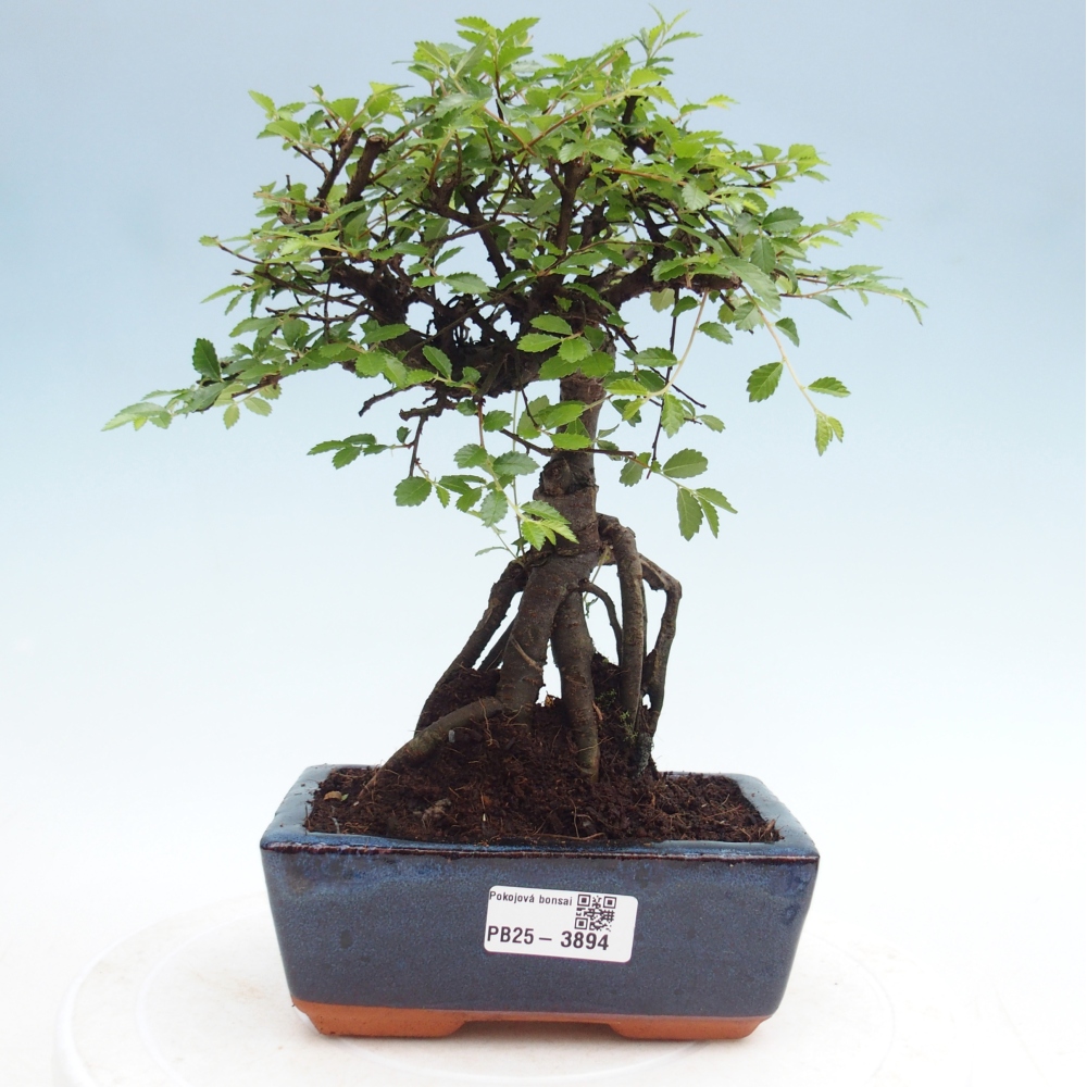 Zimmerbonsai - Ulmus parvifolia - Kleinblättrige Ulme