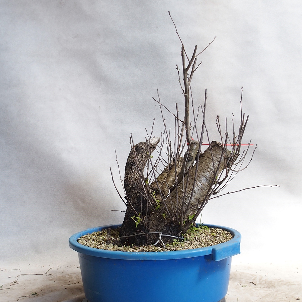 Outdoor Bonsai -Mahalebka - Prunus Mahaleb