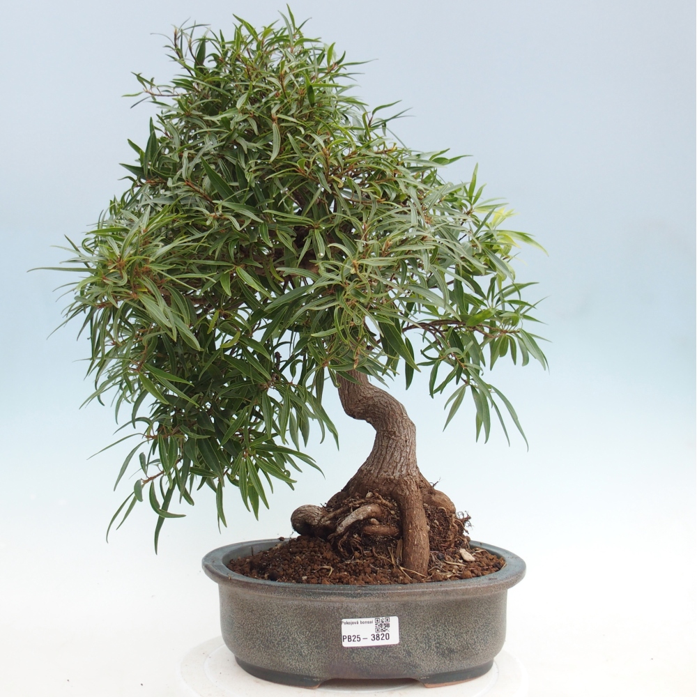 Zimmerbonsai - Ficus nerifolia - Kleinblättriger Ficus