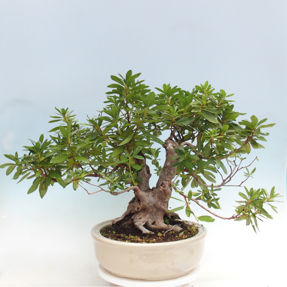 Zimmer Bonsai - Rhododendron simsii - Pfennigkraut