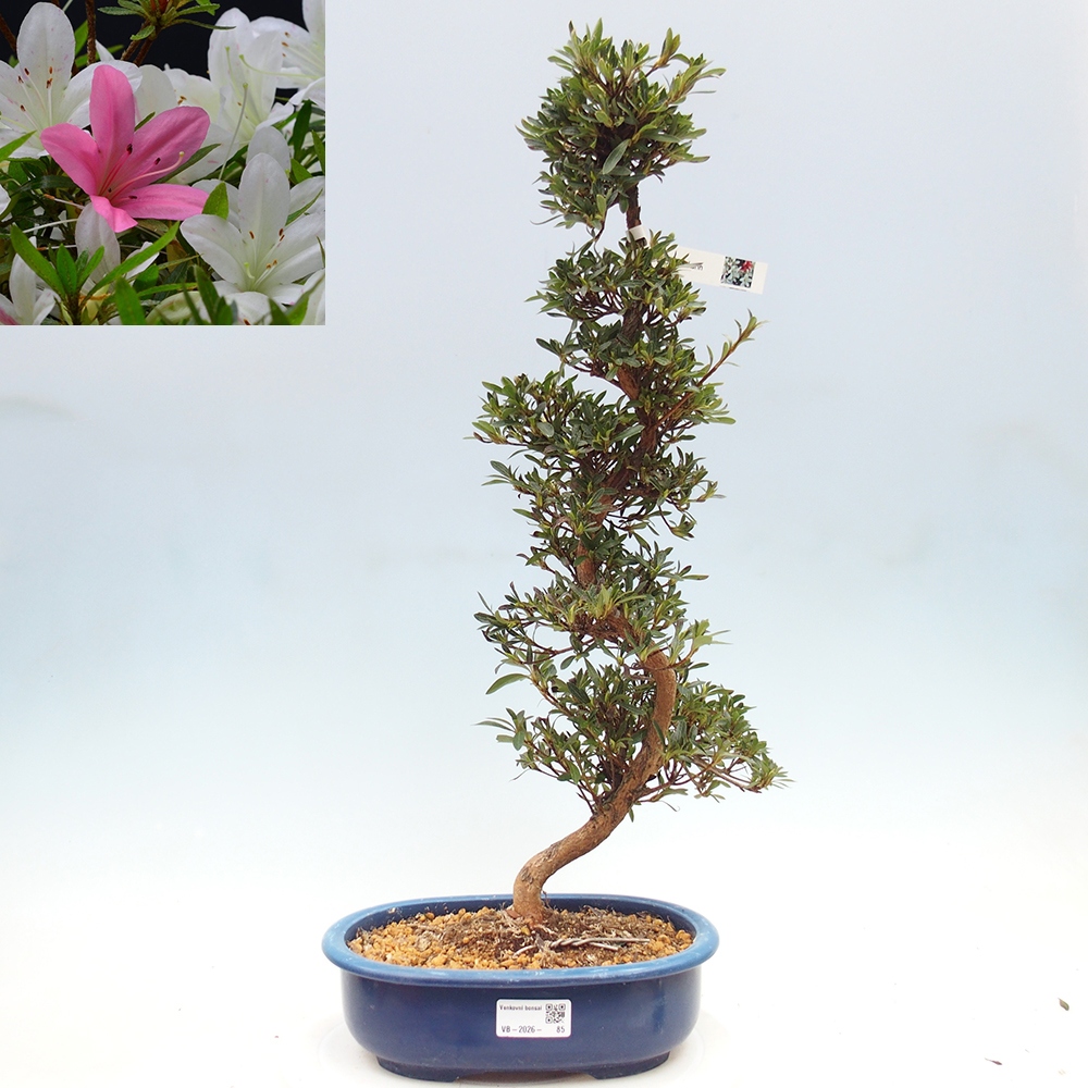 Bonsai für draußen - Japanische Azalee - Azalea Hakurin