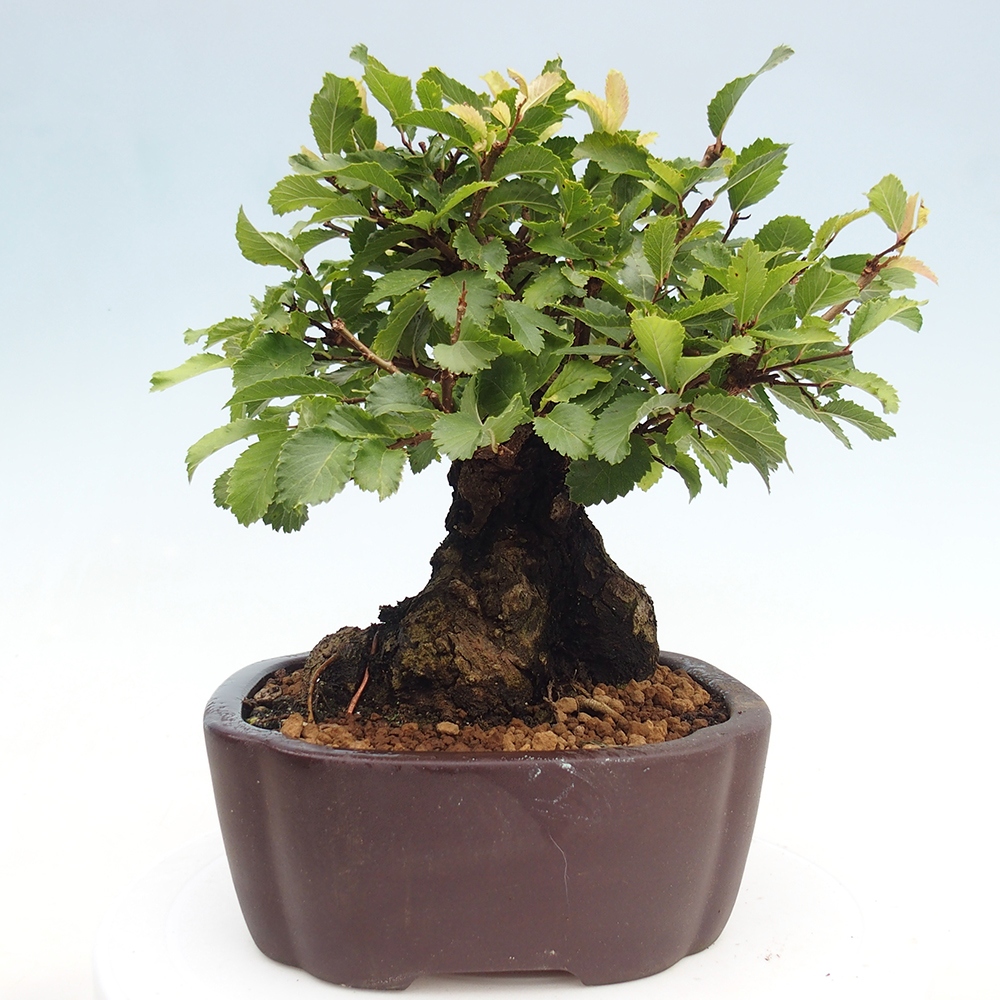 Bonsai im Freien - Zelkova - Zelkova serrata