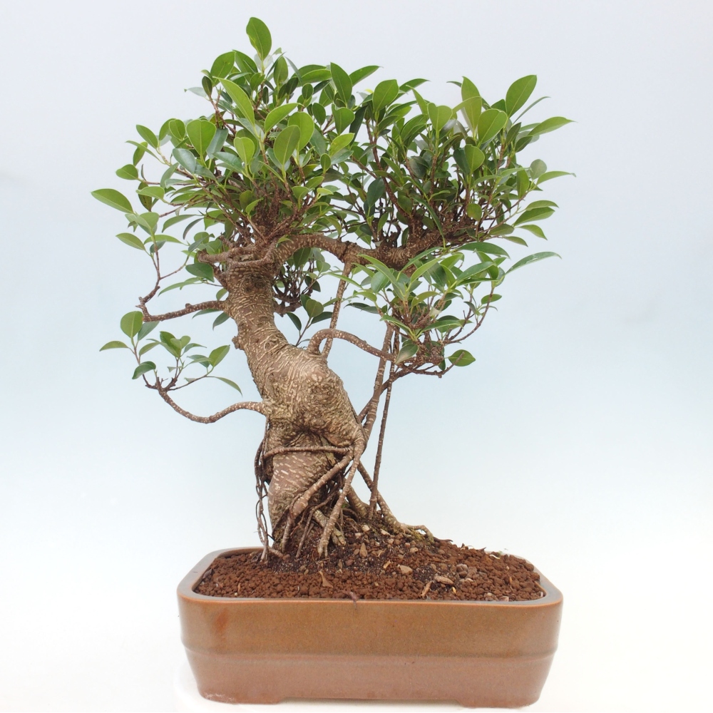Zimmerbonsai - Ficus kimmen - kleinblättriger Ficus