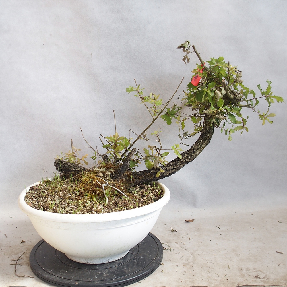 Freilandbonsai Quercus Cerris - Eiche Cer