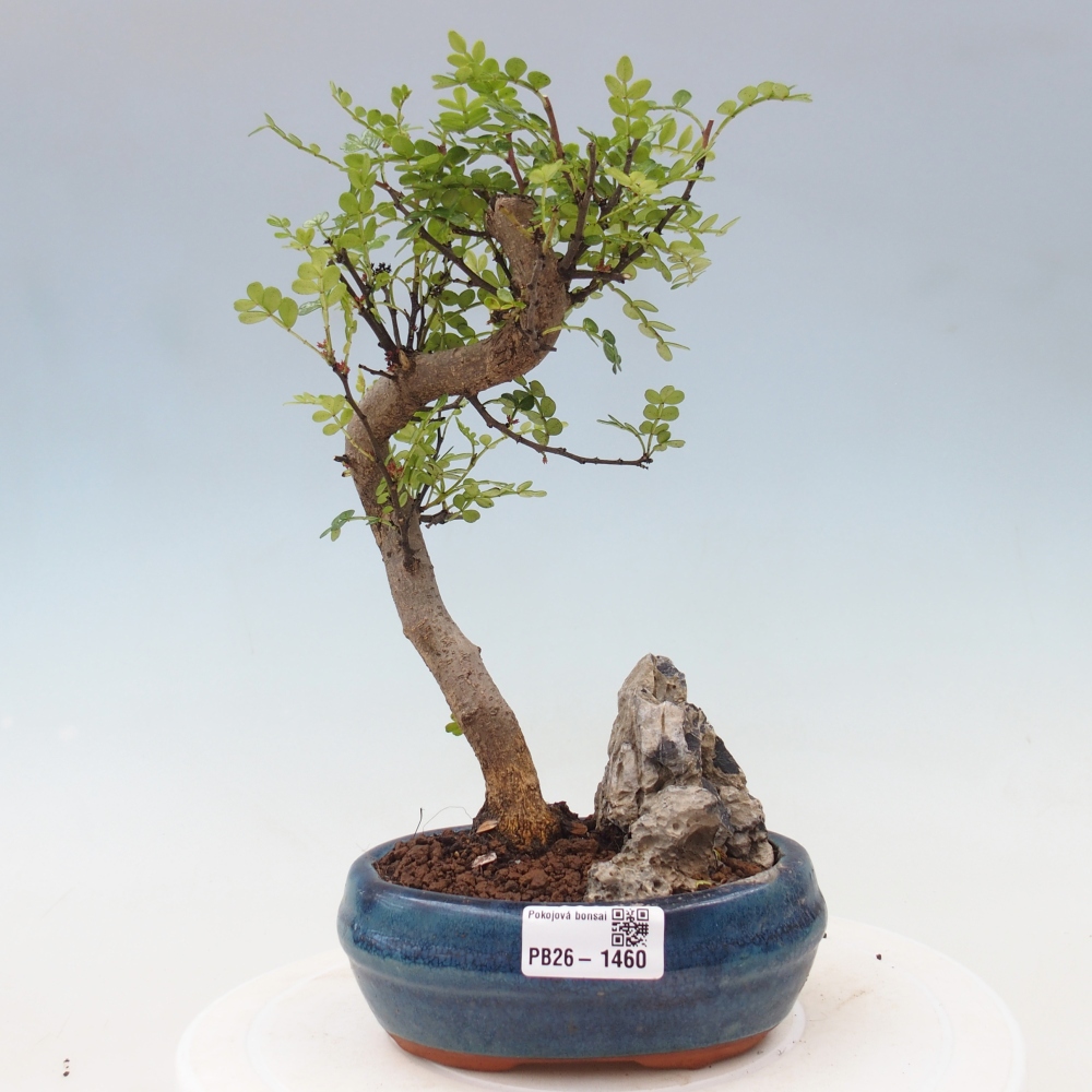 Zimmer Bonsai - Zantoxylum piperitum - Pfefferbaum