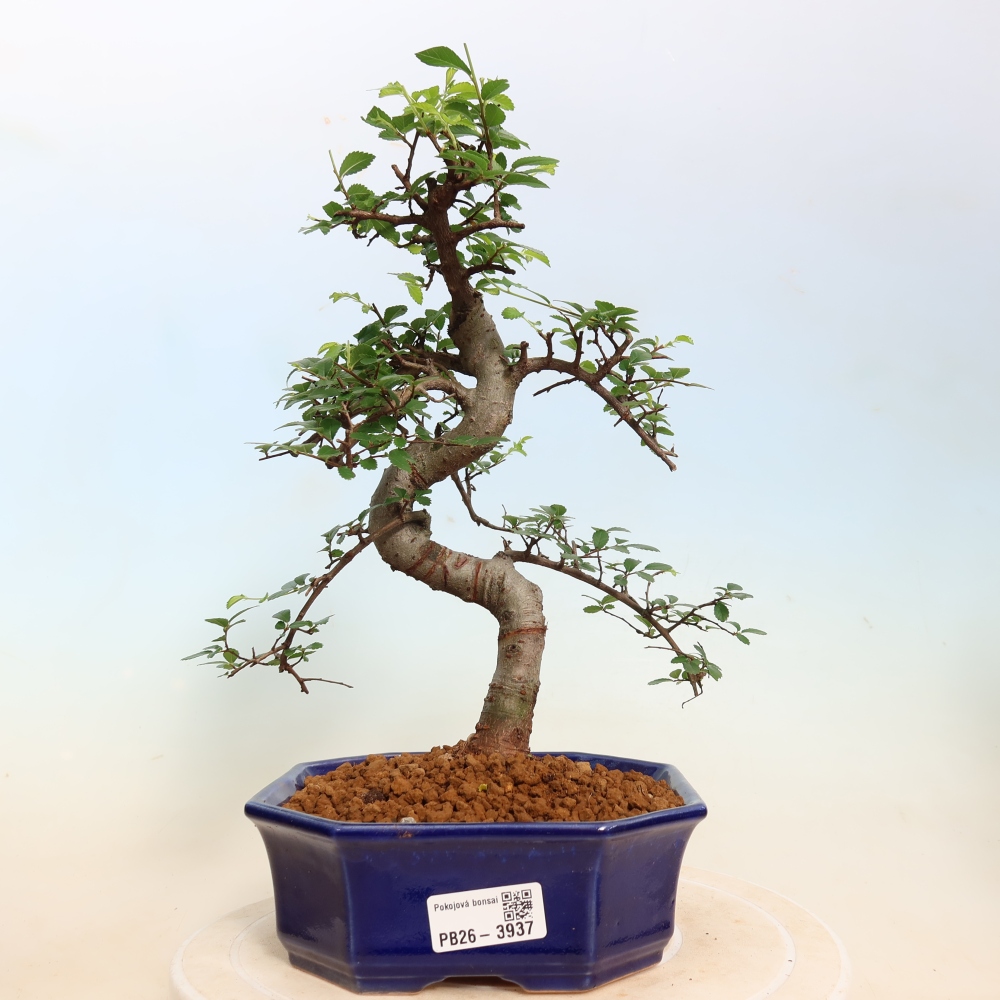 Zimmerbonsai - Ulmus parvifolia - Kleinblättrige Ulme