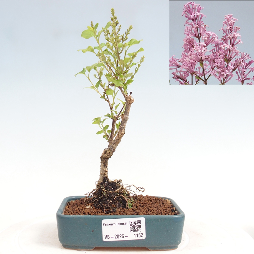 Bonsai für draußen - Syringa Meyeri Palibin - Meyer's Flieder