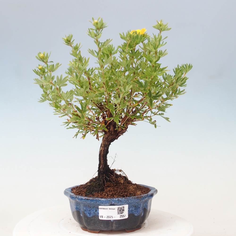 Outdoor-Bonsai-Fingerkraut - Potentila fruticosa gelber Vogel