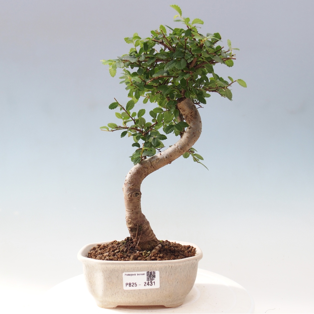 Zimmer Malolistý Ulme Bonsai