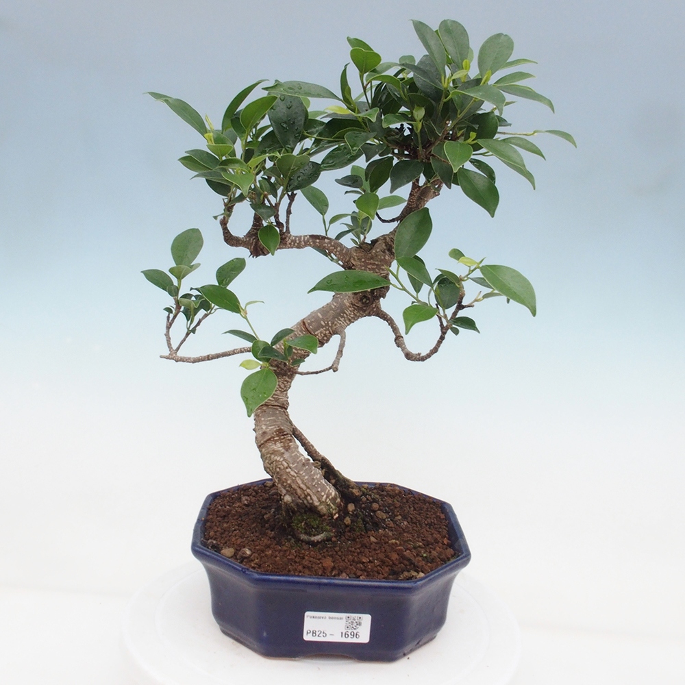 Indoor-Bonsai - Ficus retusa - kleiner Ficus