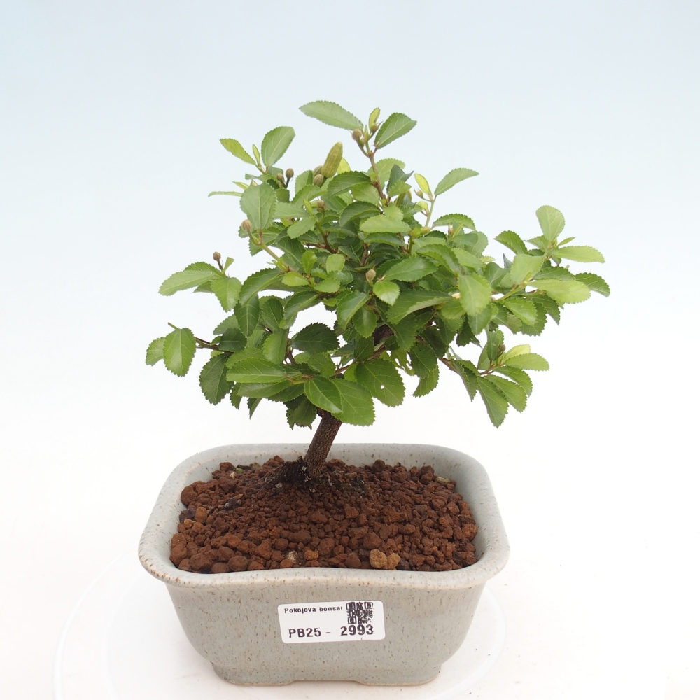 Zimmerbonsai - Grewia occidentalis - Lavendelstern