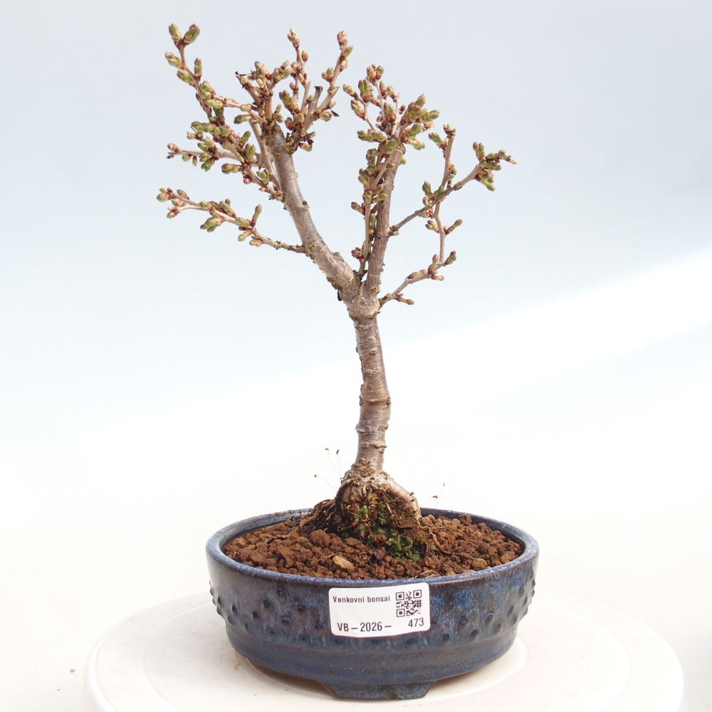 Bonsai für draußen - Prunus incisa Kojou-no mai-Plivon ausgeschnitten