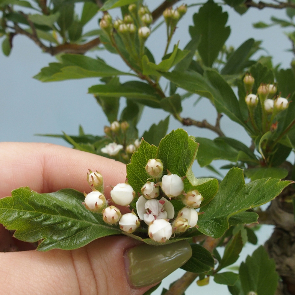Bonsai im Freien - Weißdorn - Crataegus cuneata