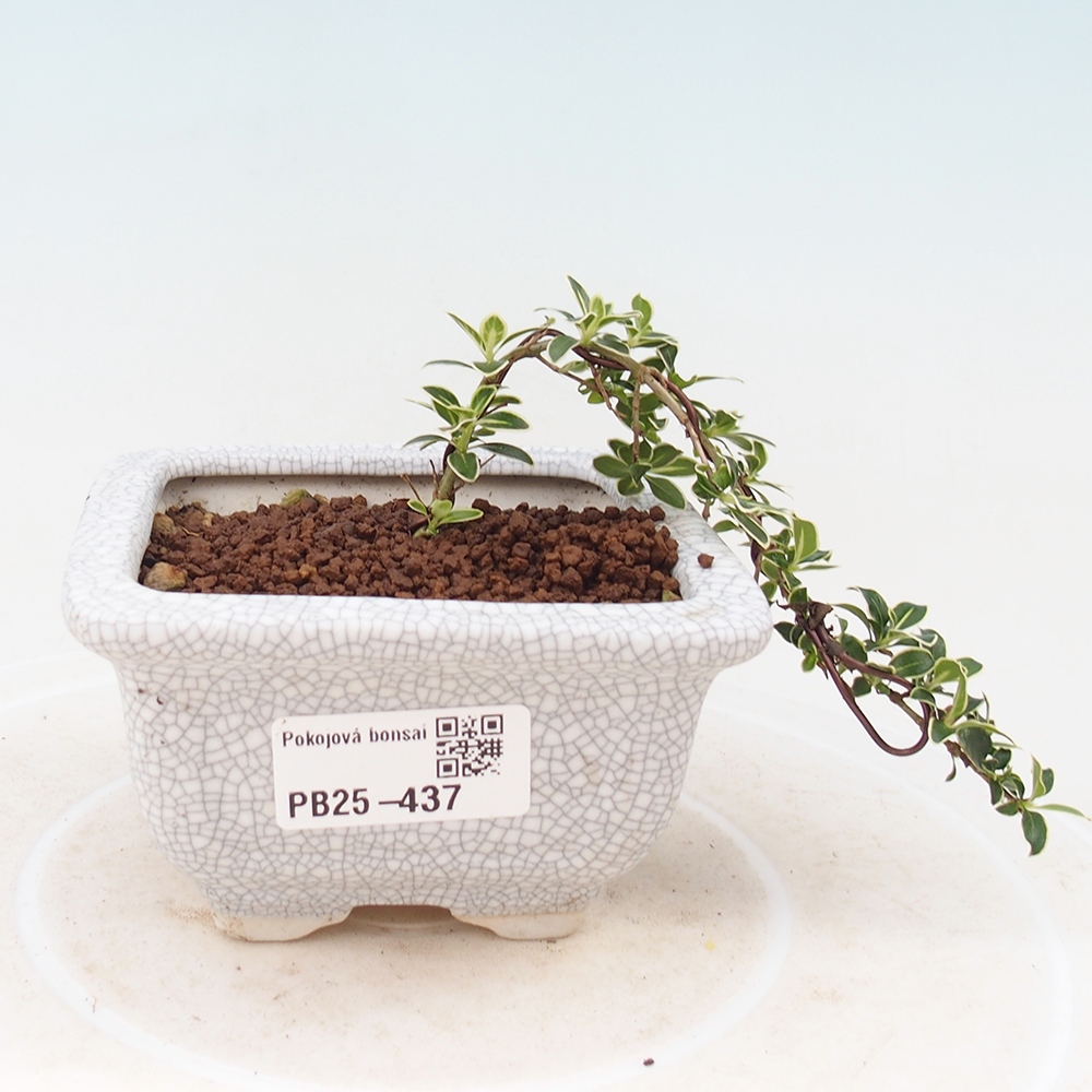 Zimmerbonsai - Serissa foetida Variegata - Baum der tausend Sterne