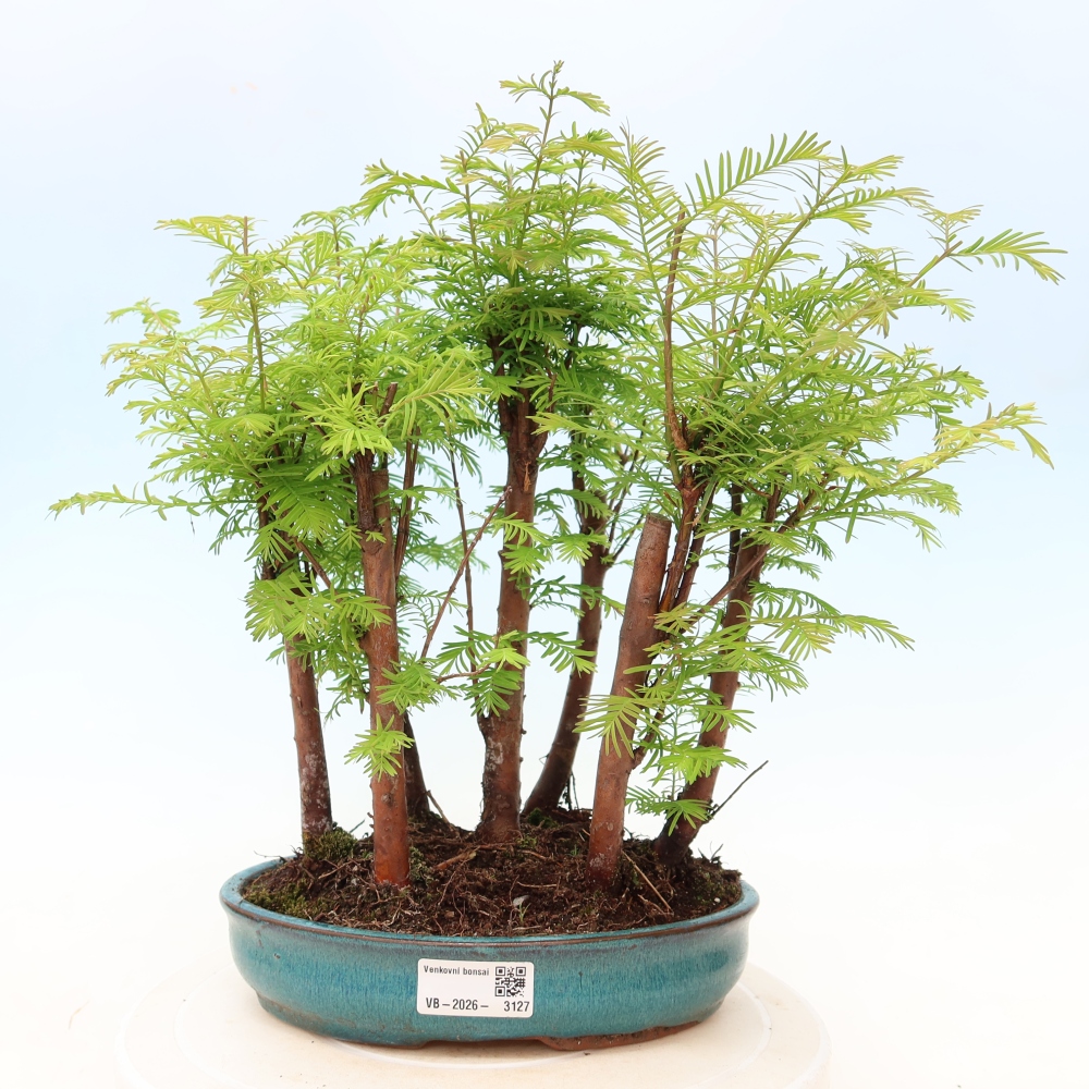 Bonsai für den Außenbereich – Metasequoia glyptostroboides – Chinesische Metasequoia – Wäldchen