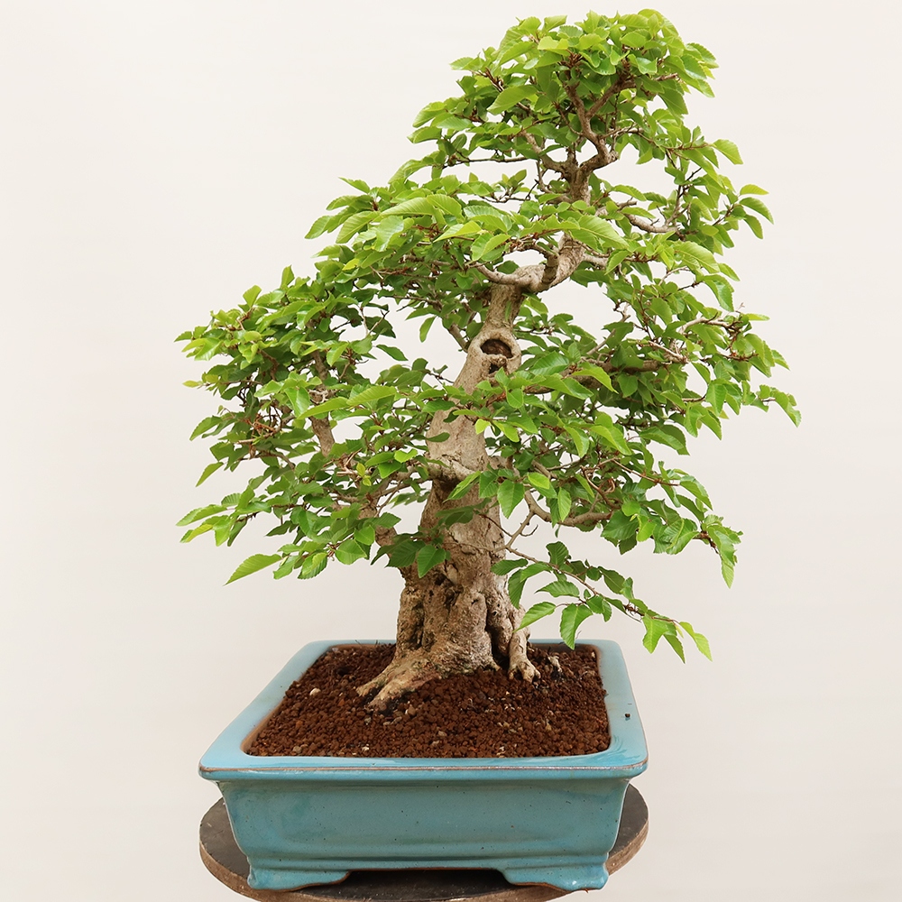 Bonsai im Freien - Carpinus Coreana - Koreanische Hainbuche