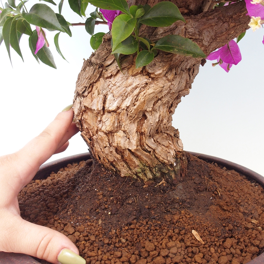 Indoor Bonsai - Bouganwilea