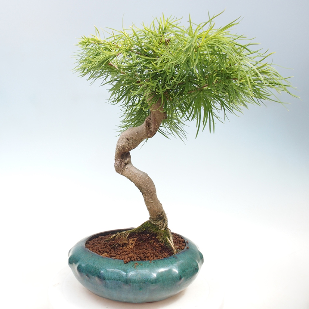 Bonsai im Freien - Löwenzahn - Pseudolarix amabis