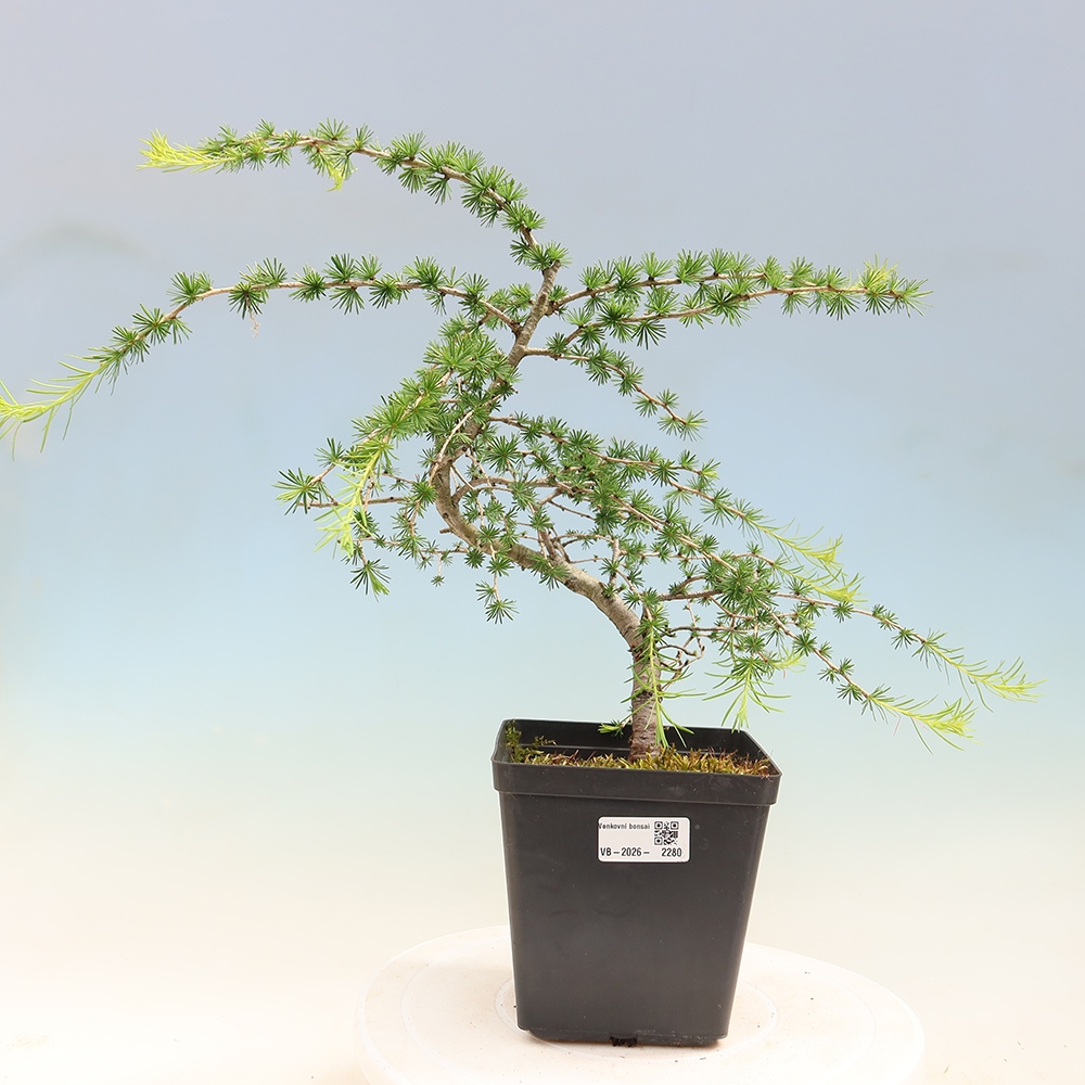 Bonsai für draußen -Larix decidua - Lärche