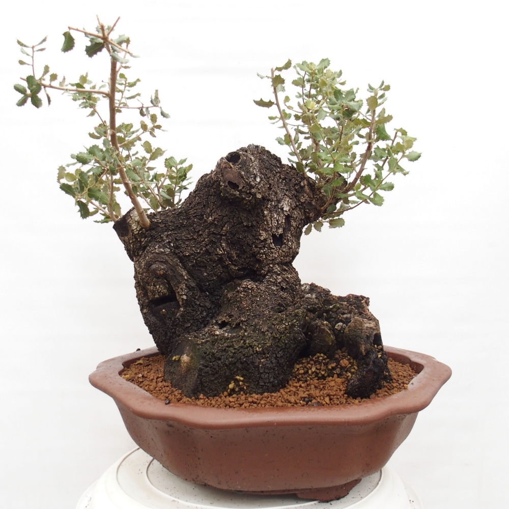 Yamadori - Quercus Ilex - Steineiche