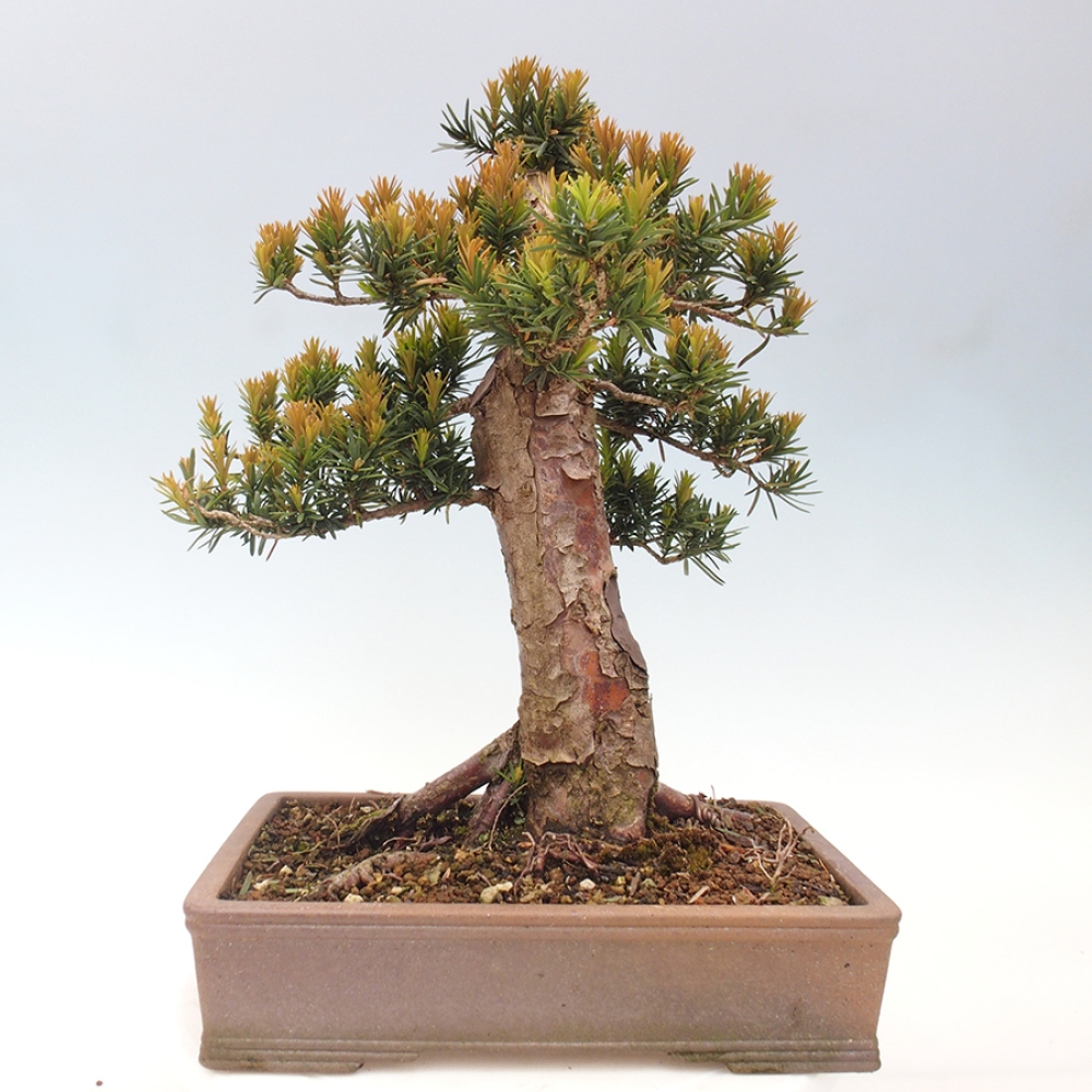 Bonsai im Freien - Taxus cuspidata - Japanische Eibe