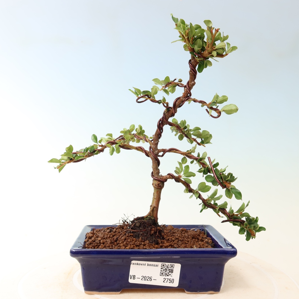 Bonsai für draußen - Cotoneaster horizontalis - Rocky Mountain