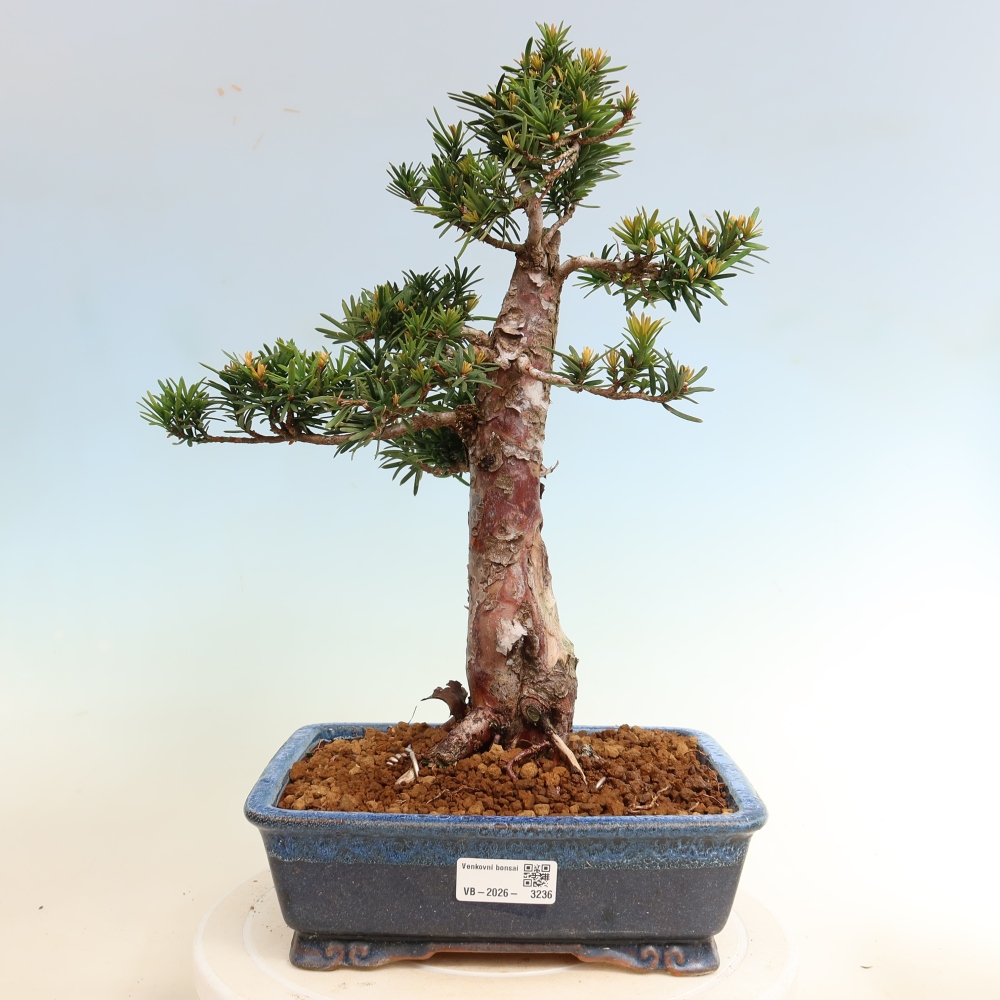 Bonsai für draußen - Taxus cuspidata - Japanische Eibe
