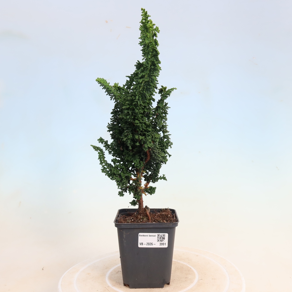 Bonsai für draußen - Cham. obtusa SEKKA HINOKI - Zypresse