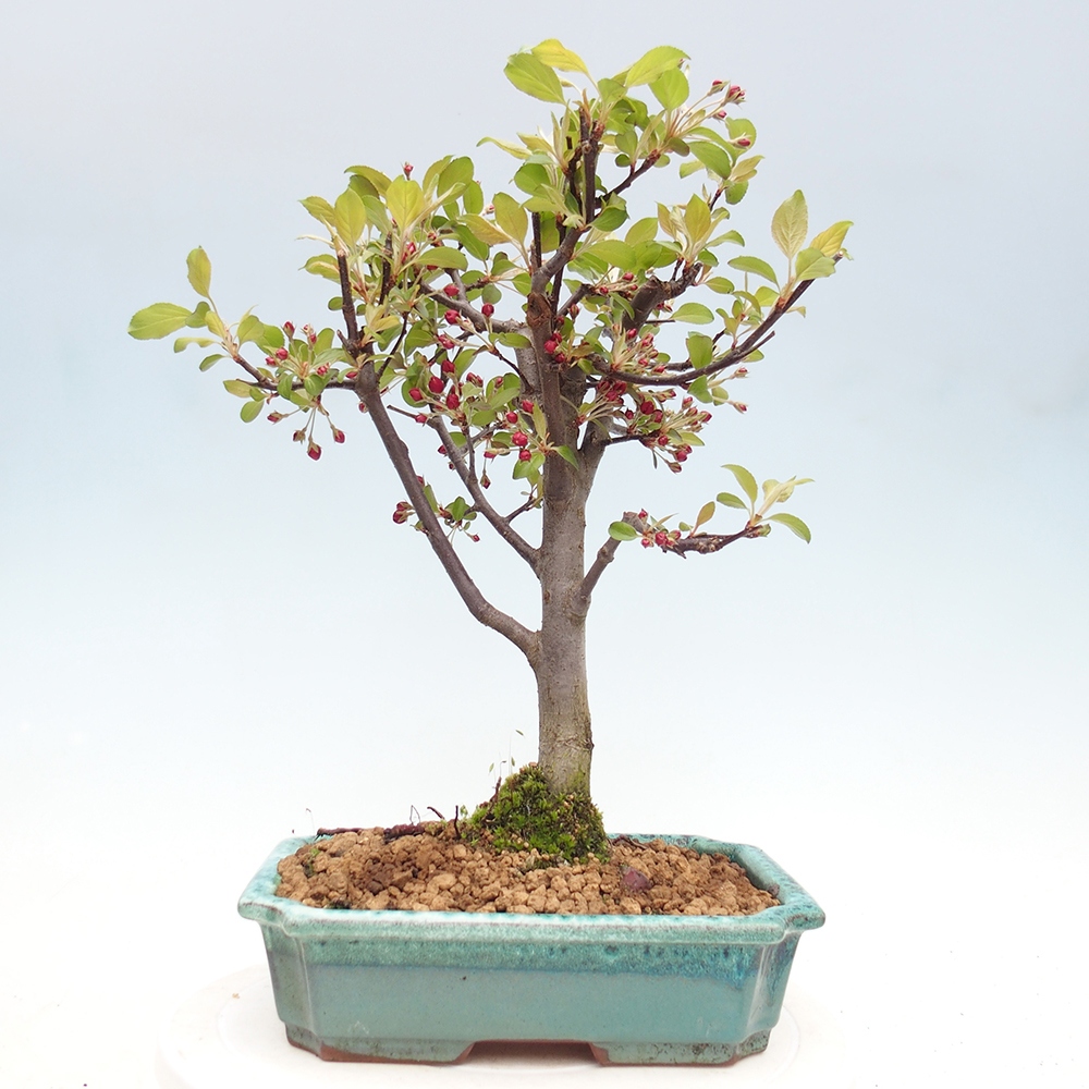 Outdoor-Bonsai -Malus domestica - Kleinfrüchtiger rotblättriger Apfelbaum