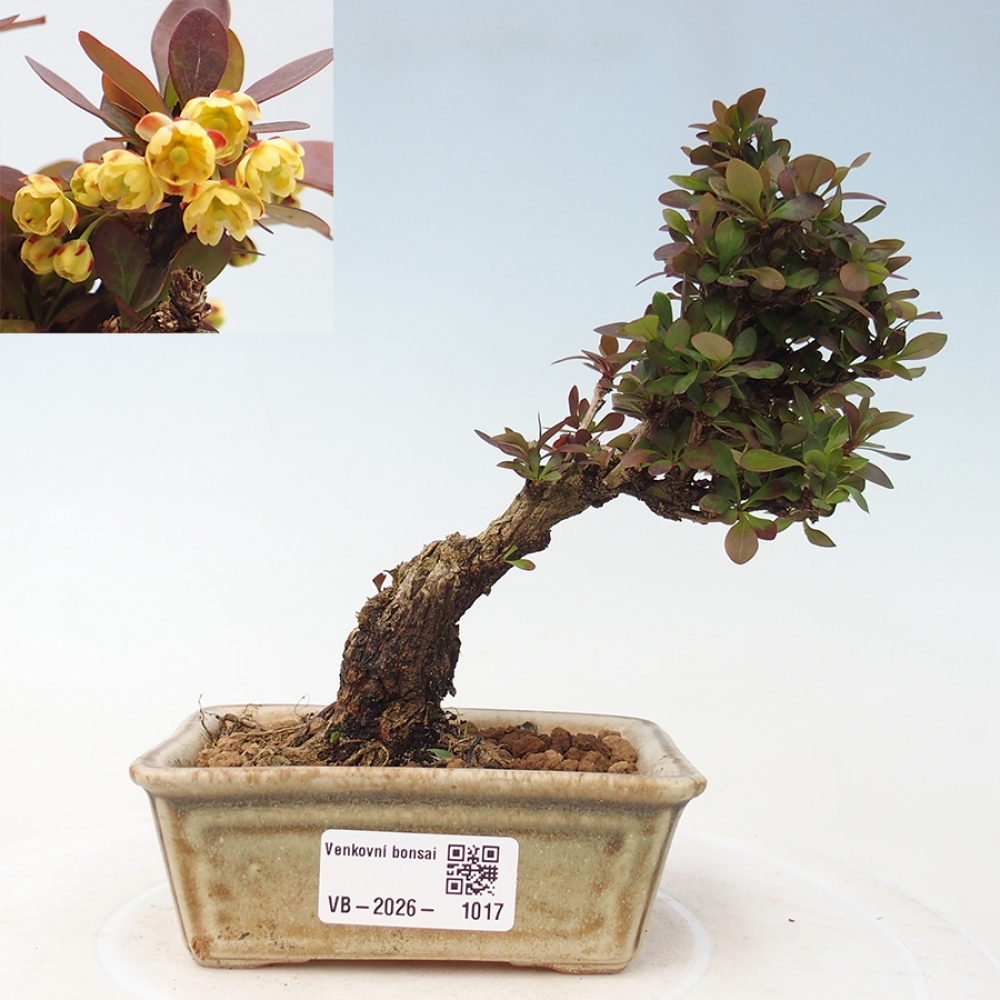 Bonsai für draußen - Berberis Thunbergii Bagatelle