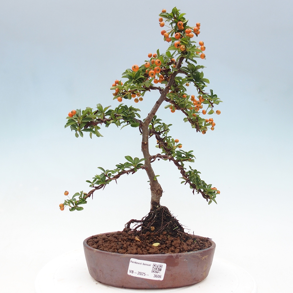 Outdoor Bonsai-Pyracanta Teton -Bäckerei