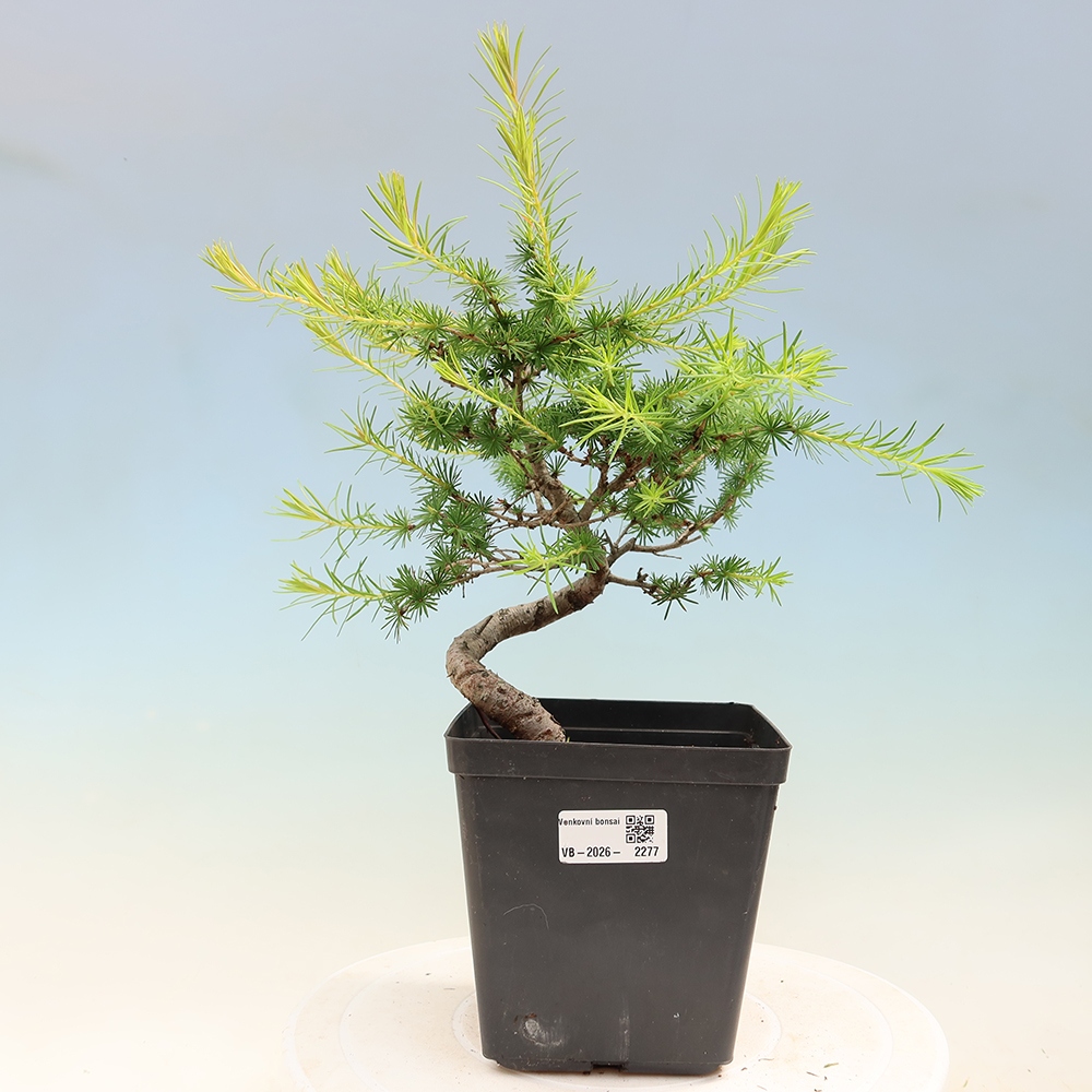 Bonsai für draußen -Larix decidua - Lärche