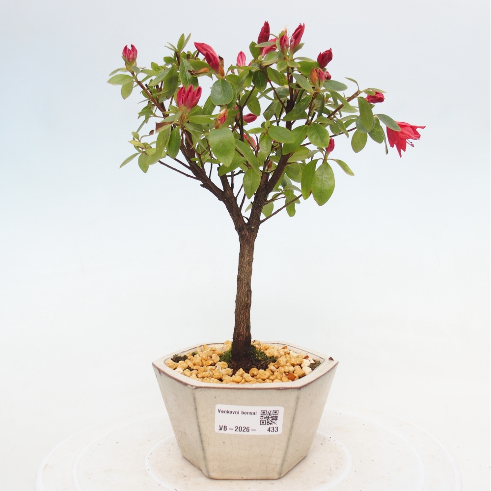 Bonsai für draußen - Japanische Azalee - Azalea sp.