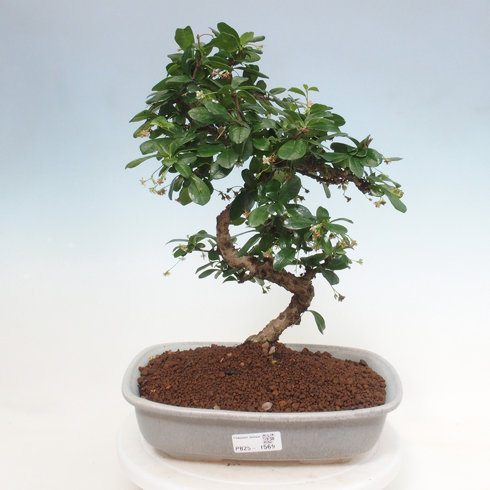 Zimmer Bonsai - Carmona macrophylla - Tea Fuki