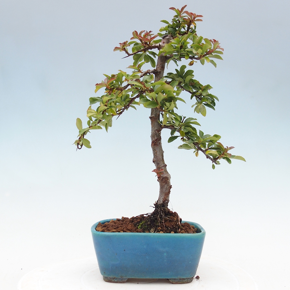 Outdoor Bonsai-Pyracanta Teton -Bäckerei