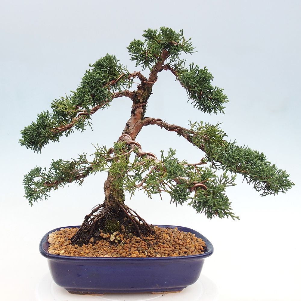 Outdoor-Bonsai - Juniperus chinensis Kishu - Chinesischer Wacholder