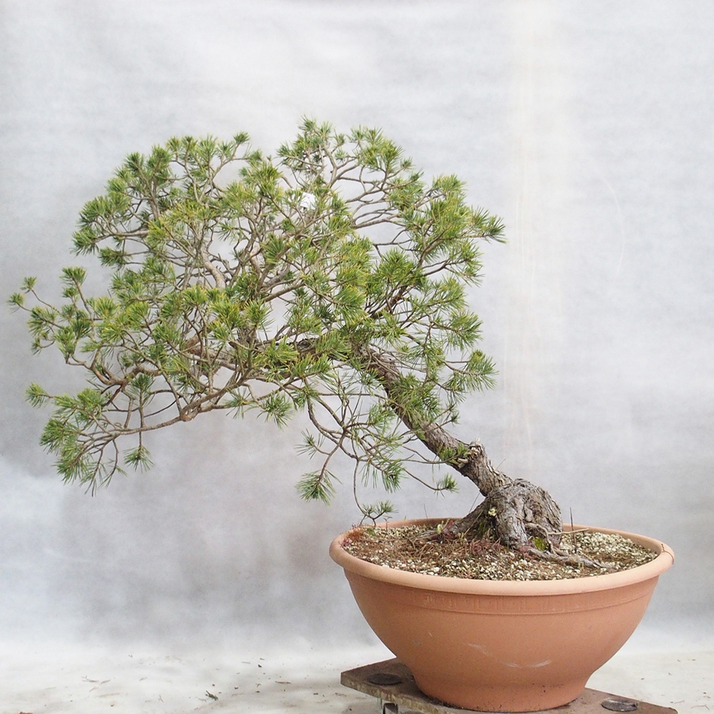 Yamadori - Pinus sylvestris 
