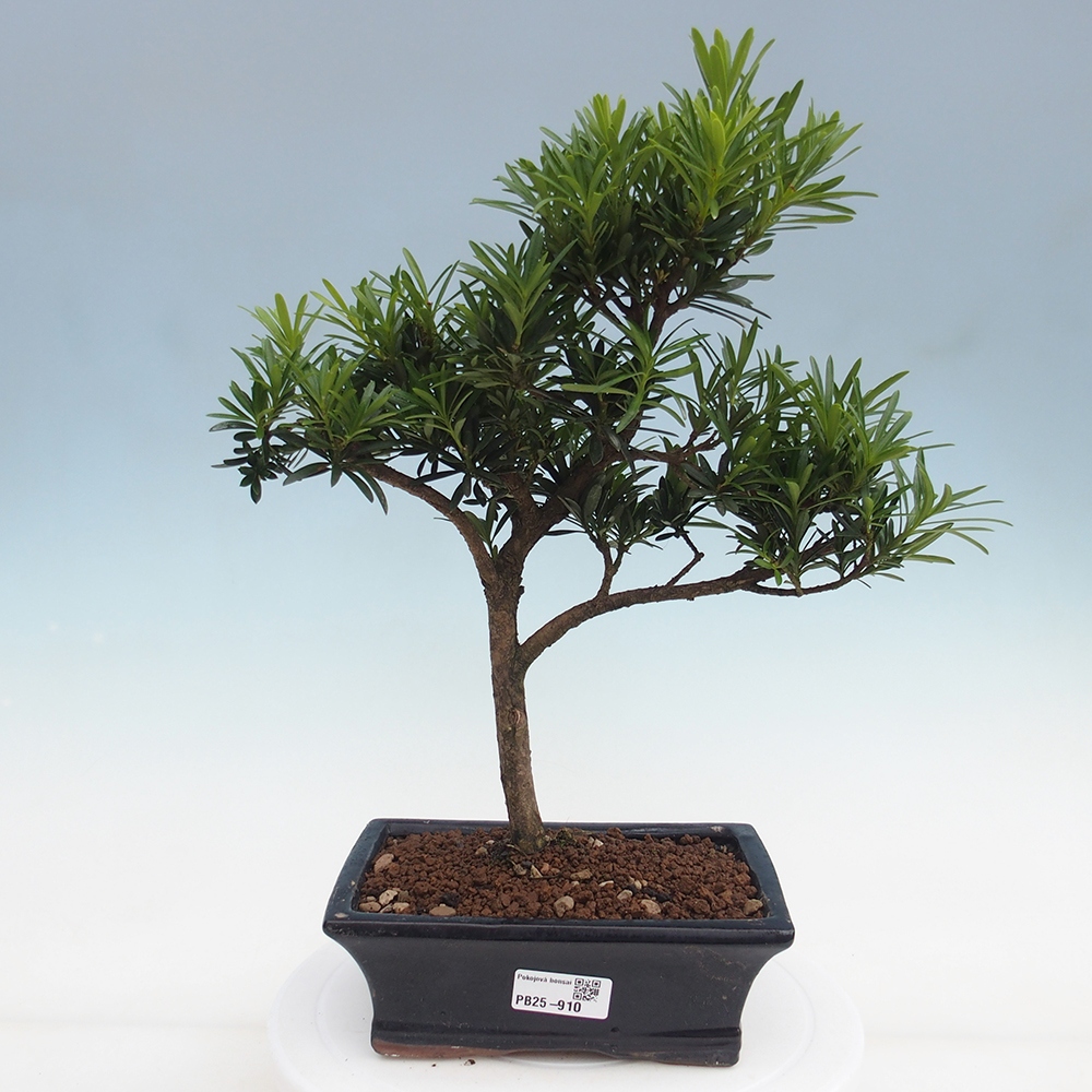 Zimmerbonsai - Podocarpus - Steineibe