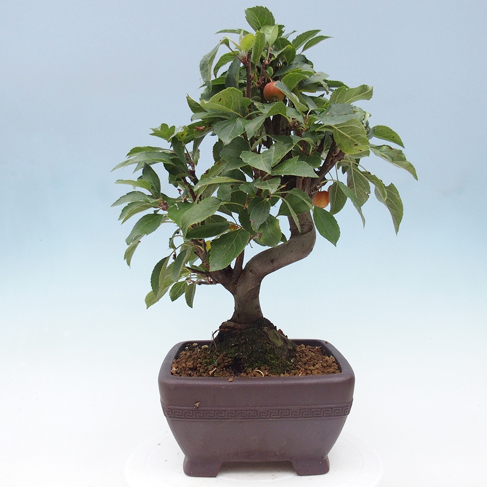 Bonsai im Freien - Malus halliana - Kleinfruchtiger Apfelbaum
