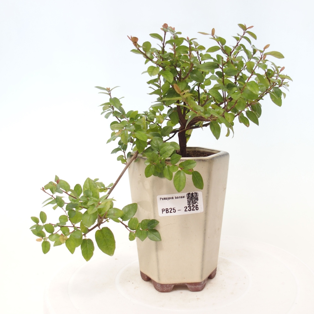 Zimmerbonsai - Sagerécie thea - Sagerécie thea