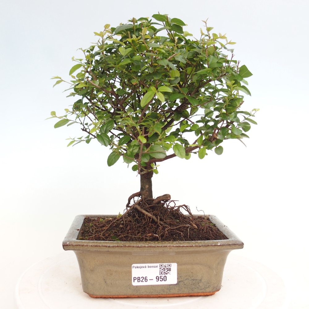 Zimmer Bonsai - Sageretia thea - Sageretia thea