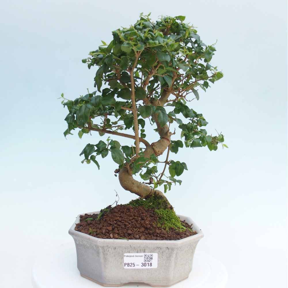 Indoor Bonsai -Ligustrum chinensis - Vogelschnabel