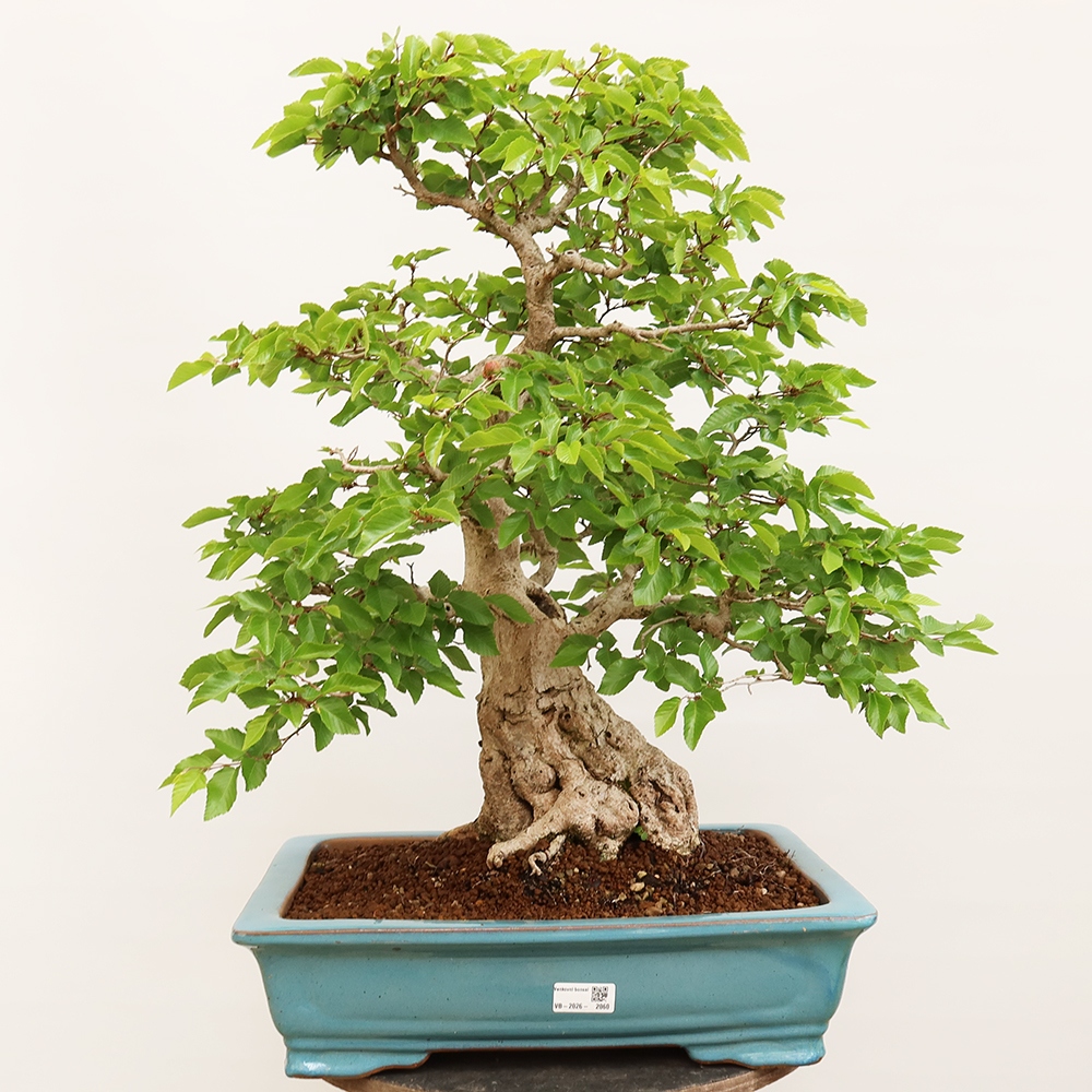 Bonsai im Freien - Carpinus Coreana - Koreanische Hainbuche