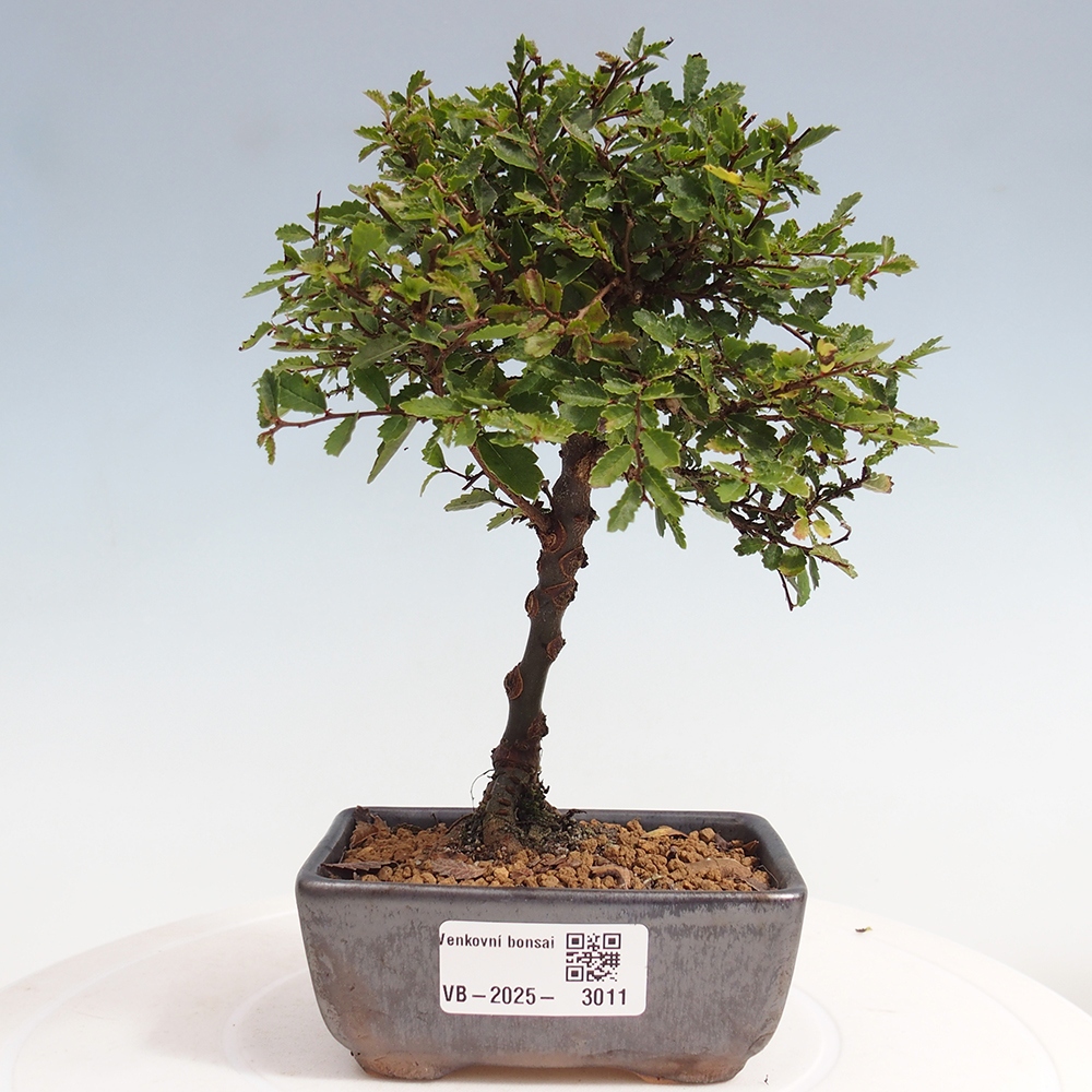 Bonsai im Freien - Ulmus parvifolia Sagei - Kleinblättrige Ulme