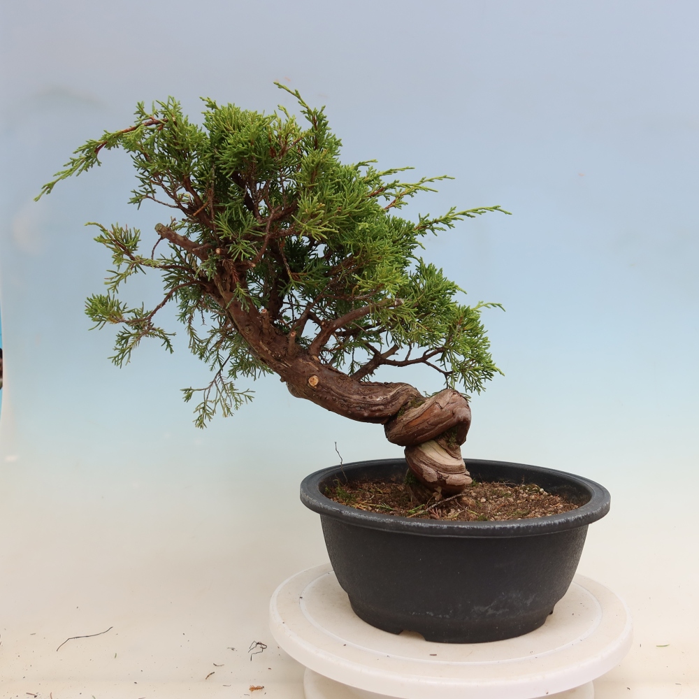 Bonsai für draußen - Juniperus chinensis Itoigawa-Juniperus chinensis