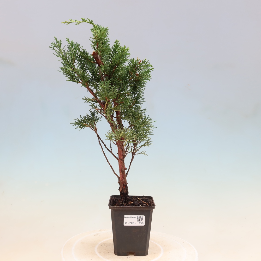 Bonsai für draußen - Juniperus chinensis Kishu