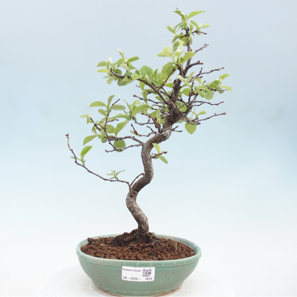 Bonsai für draußen - Chaneomeles chinensis