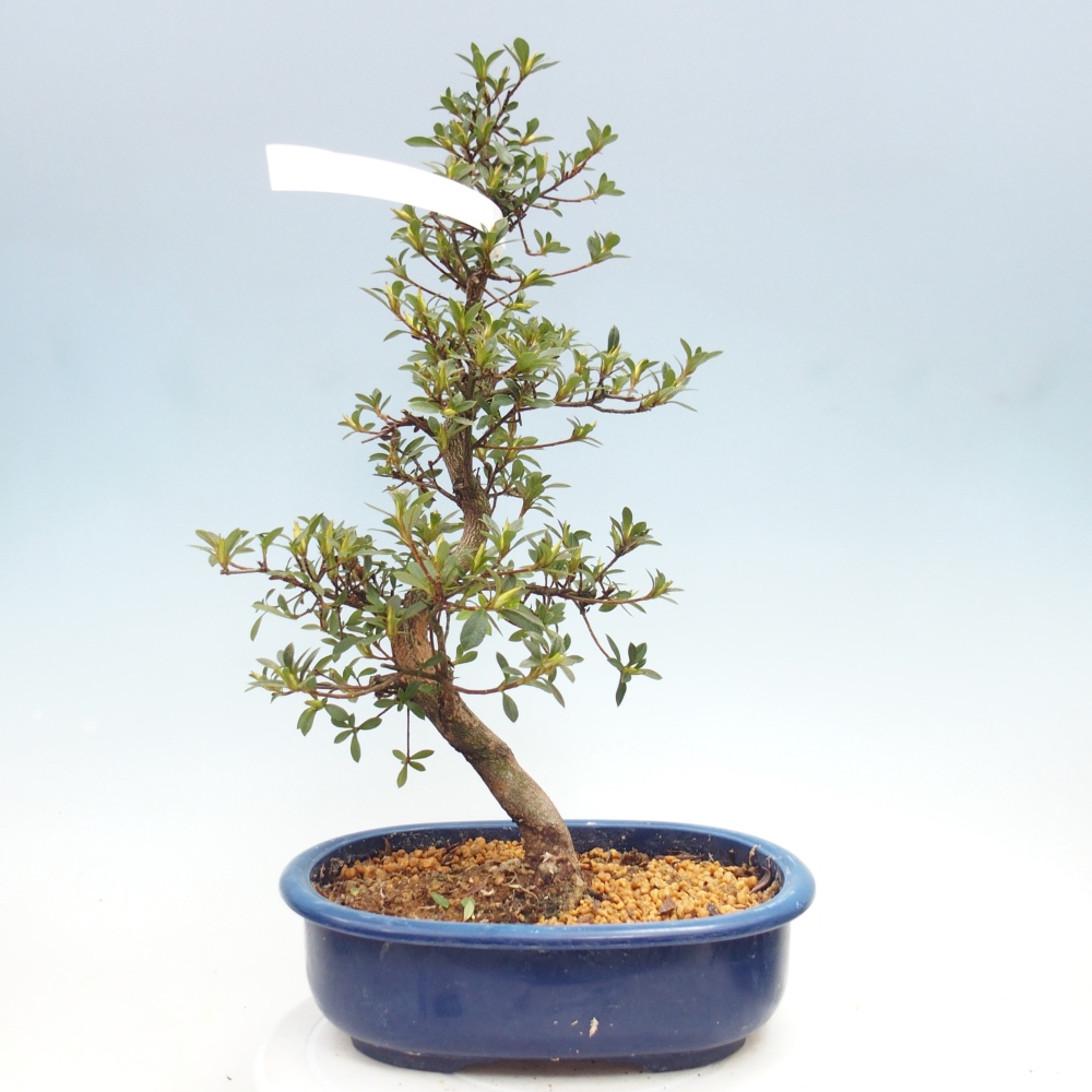 Bonsai für draußen - Japanische Azalee - Azalee MURASAKI